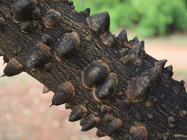 Zanthoxylum capense bark and spines