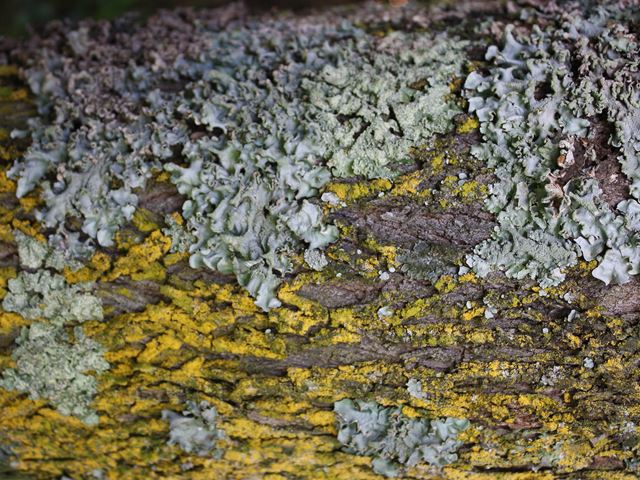 Ziziphus mucronata bark with lichen
