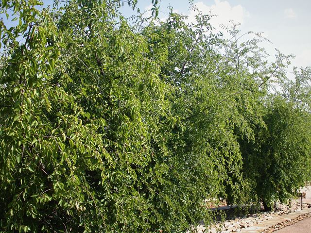 Ziziphus mucronata good screening and barrier trees