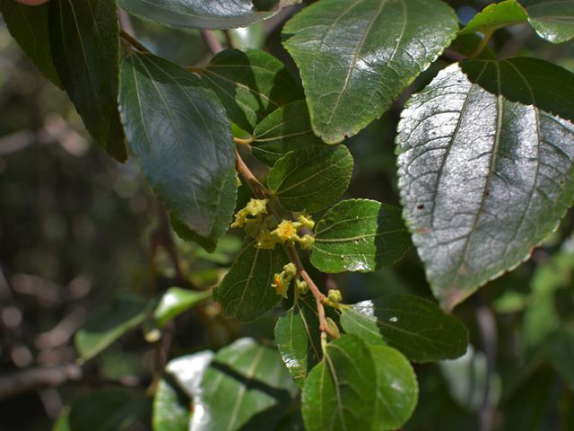 Ziziphus mucronata leaves and flowers