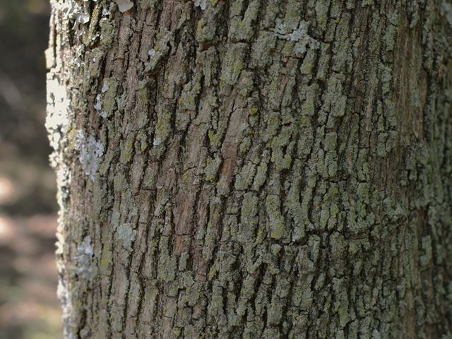 Ziziphus mucronata tree bark 1