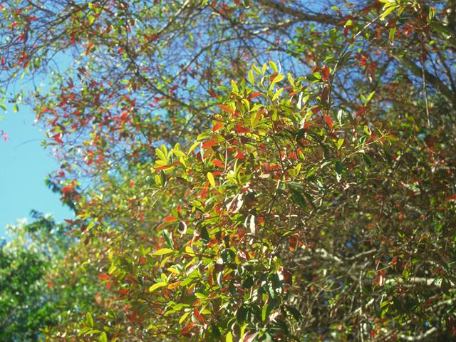 combretum kraussii autumn foliage 6