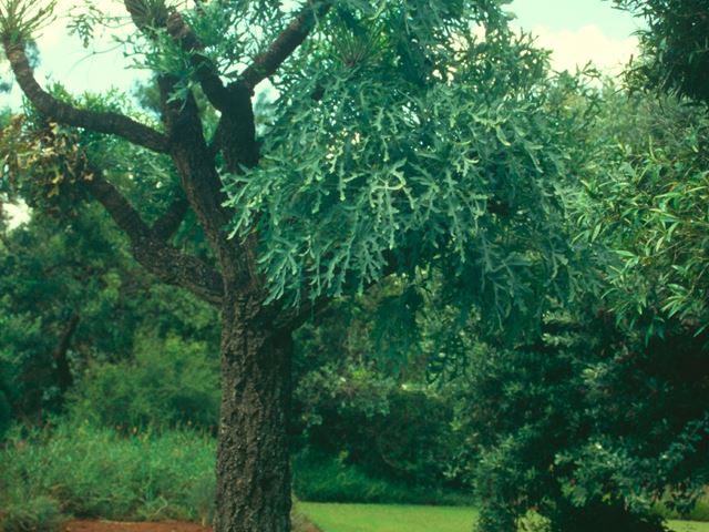cussonia paniculata tree 3