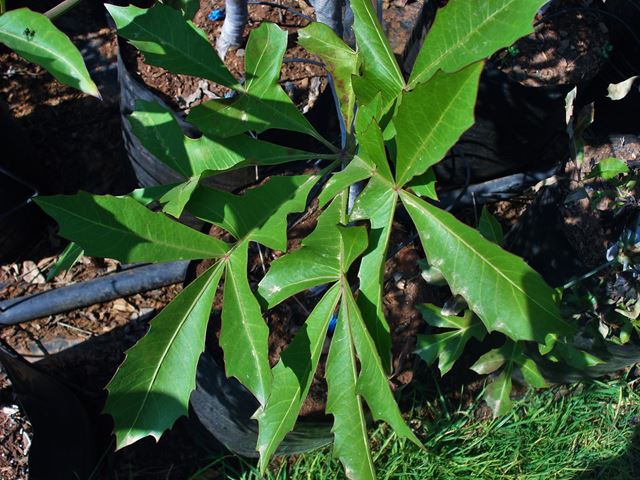 cussonia spicata leaves 2