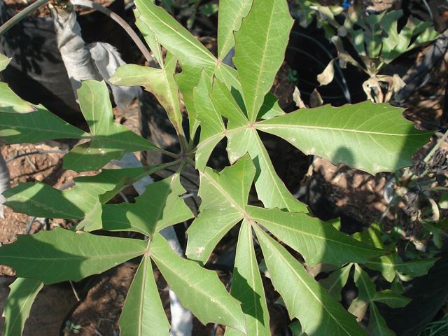 cussonia spicata leaves 3