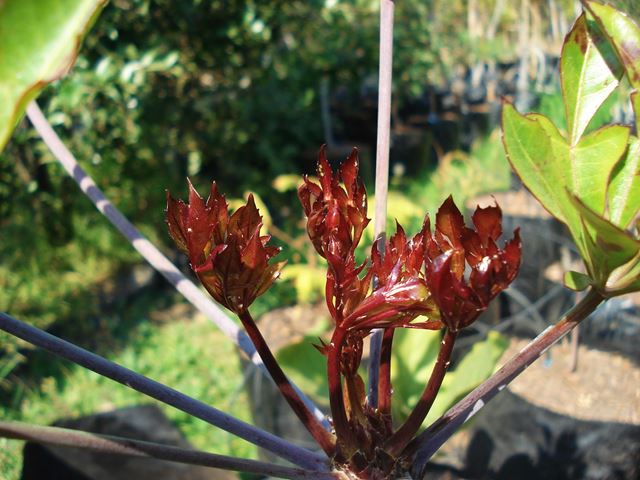 cussonia spicata leaves 4