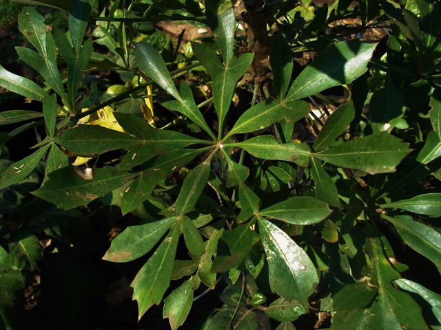 cussonia spicata leaves