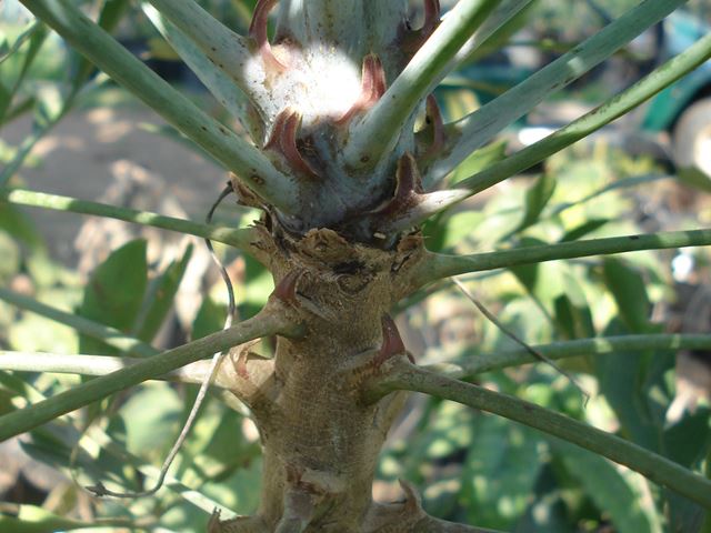 cussonia spicata tree stems