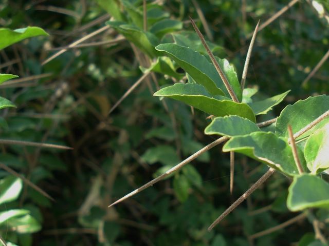 dovyalis rhamnoides spiny branch