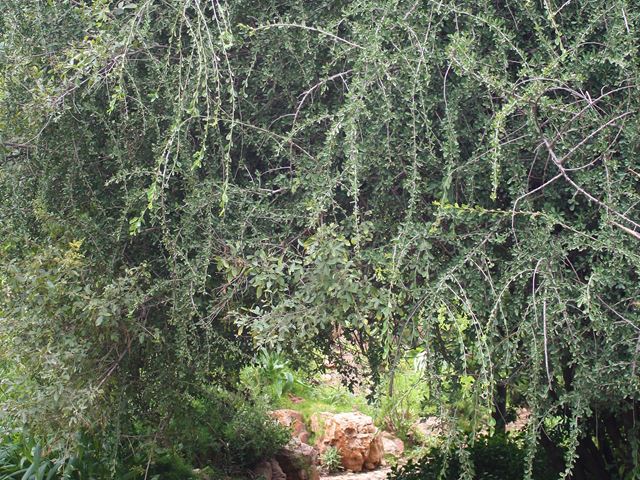 ehretia rigida tree or shrub