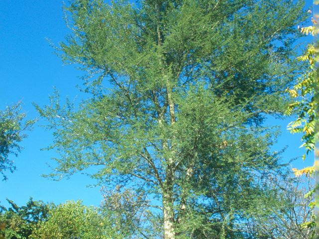faidherbia albida tree