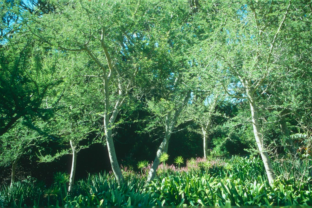 Faidherbia albida trees form a natural buffer against millet water