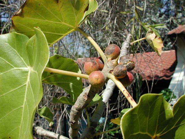 ficus abutilifolia ripe figs
