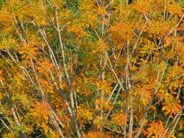kirkia wilmsii autumn leaves