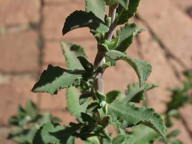 salvia africana caerulea leaves 4