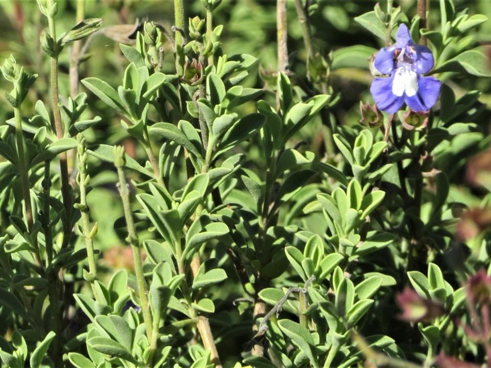 Salvia muirii Wild Sage Wilde Salie