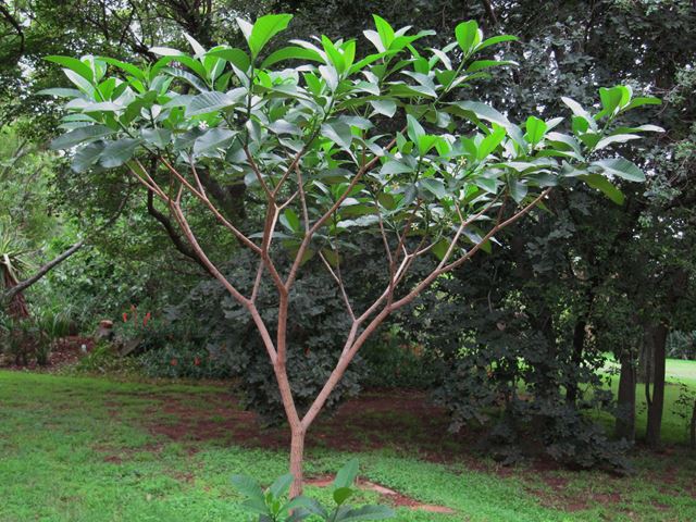tabernaemontana elegans tree