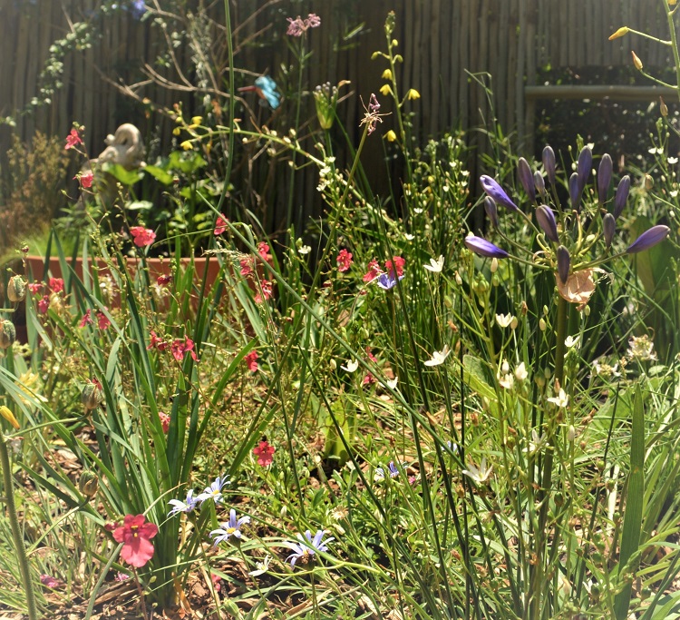 Gardening ideas - Plant nursery Johannesburg