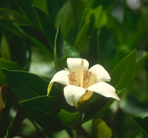 Rothmannia capensis - indigenous plant nursery