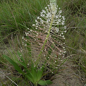 Schizocarpus nervosus, the white squill.