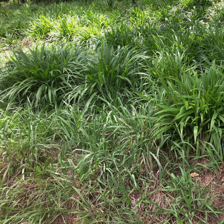Setaria megaphylla in natural habitat.