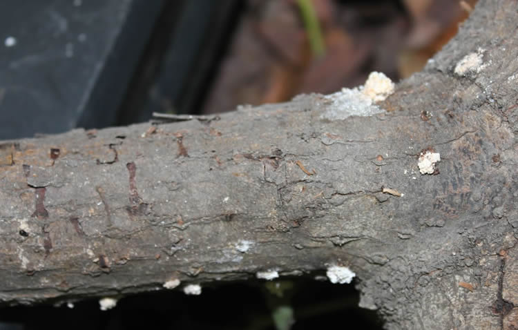 Sugar Volcanoes Shot Hole Borer Beetle