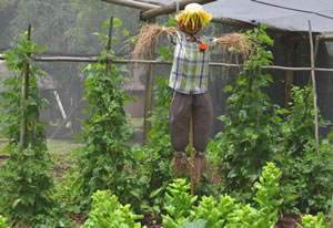 Fun Gardening Activities For Kids: Making a Scarecrow for a Vegetable Garden