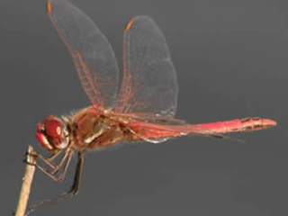 Attracting dragonflies to your garden