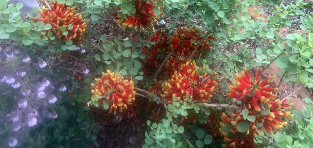 Tamboekie flower