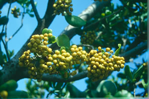 Pittosporum viridiflorum - indigenous trees South Africa