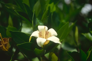 Rothmannia capensis - indigenous trees South Africa