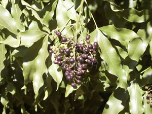 Vepris lanceolata - indigenous trees South Africa