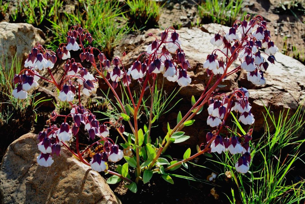 Trichodesma physaloides (Chocolate Bells) Rare, but well worth it when in flower.