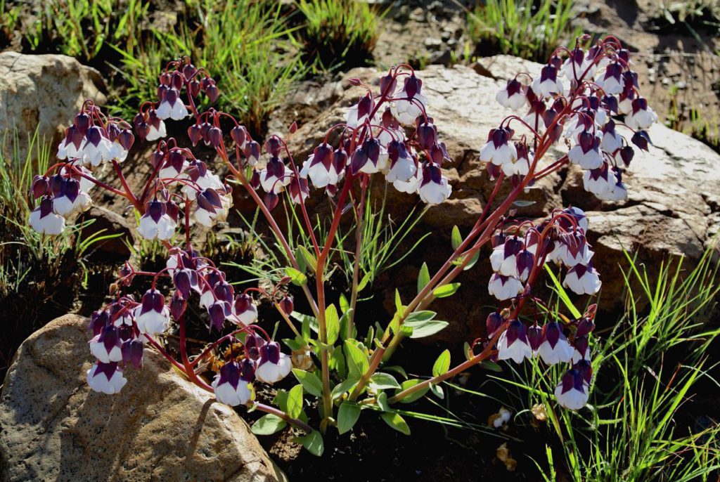 Trichodesma physaloides in flower