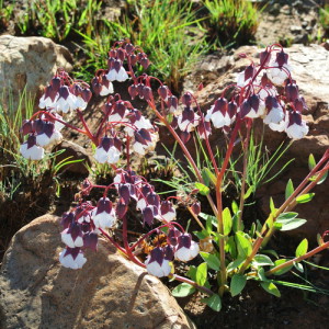 Trichodesma physaloides, the chocolate bush