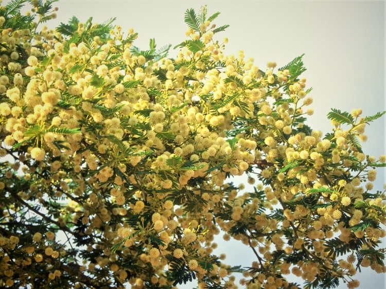 Paperbark Thorn