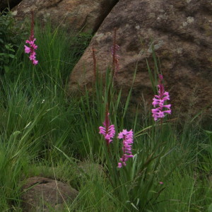 Watsonia pulchra. Picture taken near Dullstroom in Mpumalanga