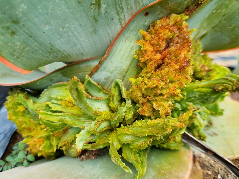 aloe pests and diseases 