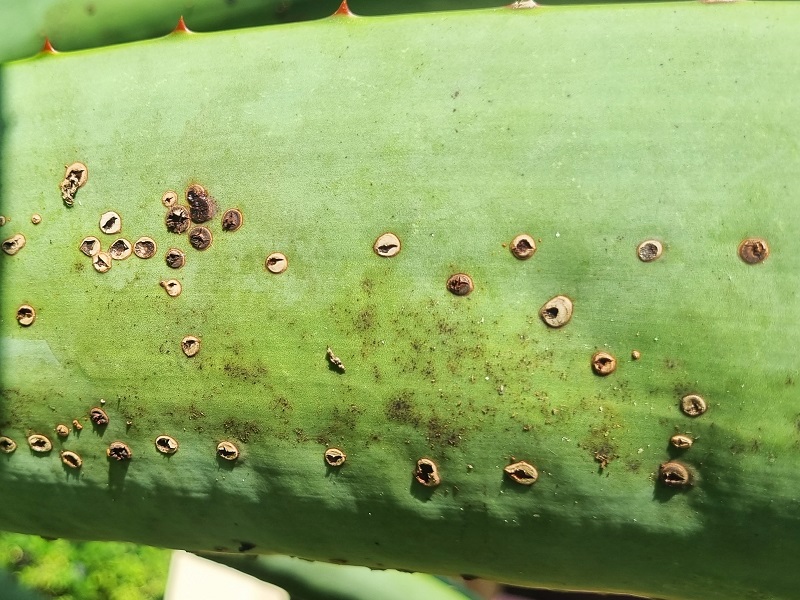 aloe snout beetle treatment