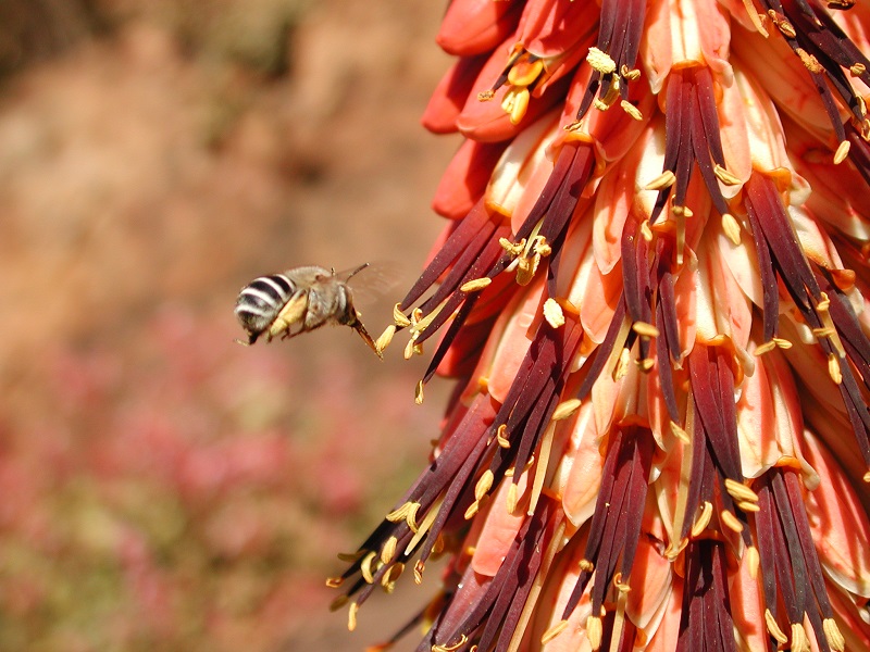 caring for aloes in south africa