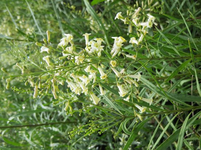 Freylinia lanceolata -  indigenous trees South Africa