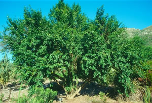 Halleria lucida - indigenous plant nursery