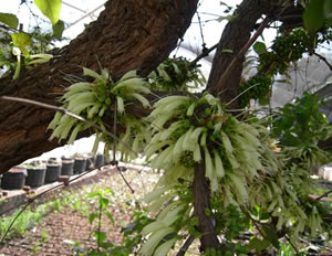 Halleria lucida - indigneous plant nursery