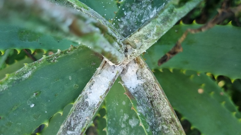 how to treat mealy bugs on aloe