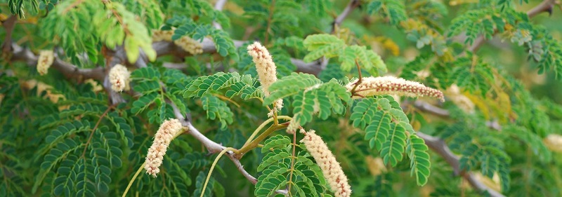 indigenous nursery johannesburg