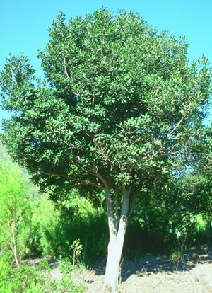 Rapanea melanophloes - indigenous plant nursery