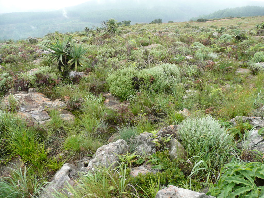 Rock outcrops