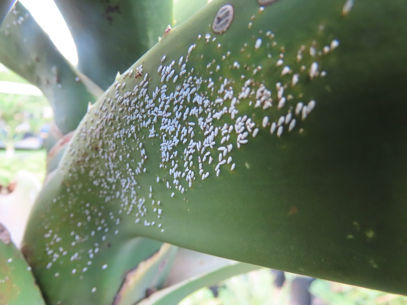 taking care of aloes in south africa