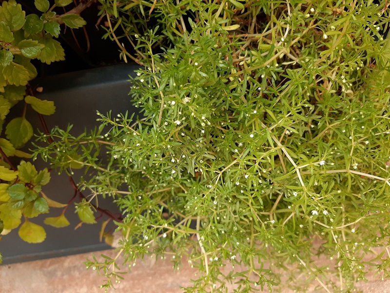 vertical garden plants