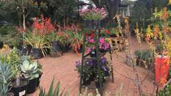 retail plant nursery